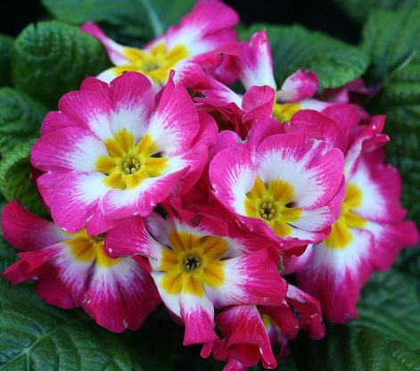 nfprimula.jpg